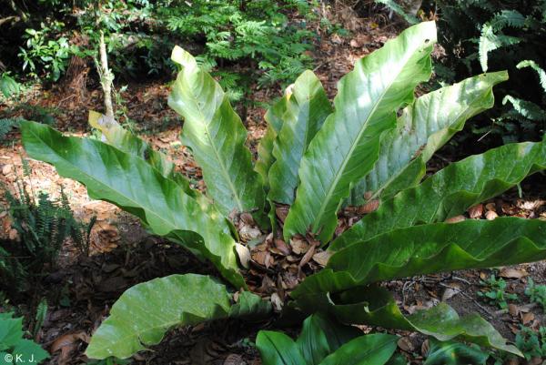 planta verde