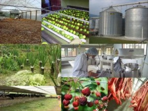 Calentador solar en industria alimentaria